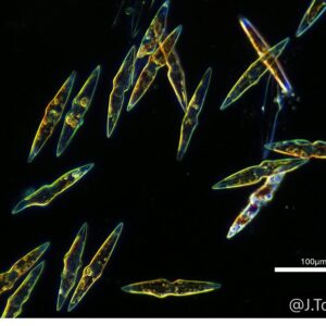 Study of Light Changes on the Biological Carbon Pump